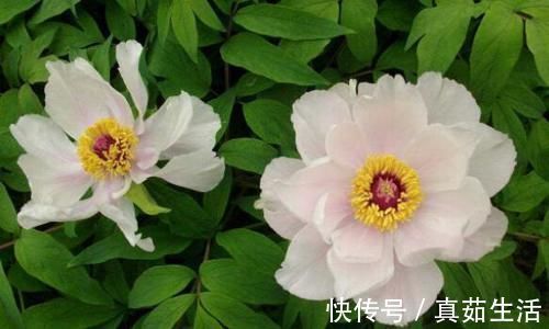 喜欢养花,不如养盆珀菊,开花量多,还好养,一盆变十几盆