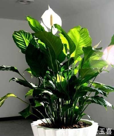 养白掌,避开2个“软肋”,从不蔫软,叶子绿悠悠,花儿白皙美艳