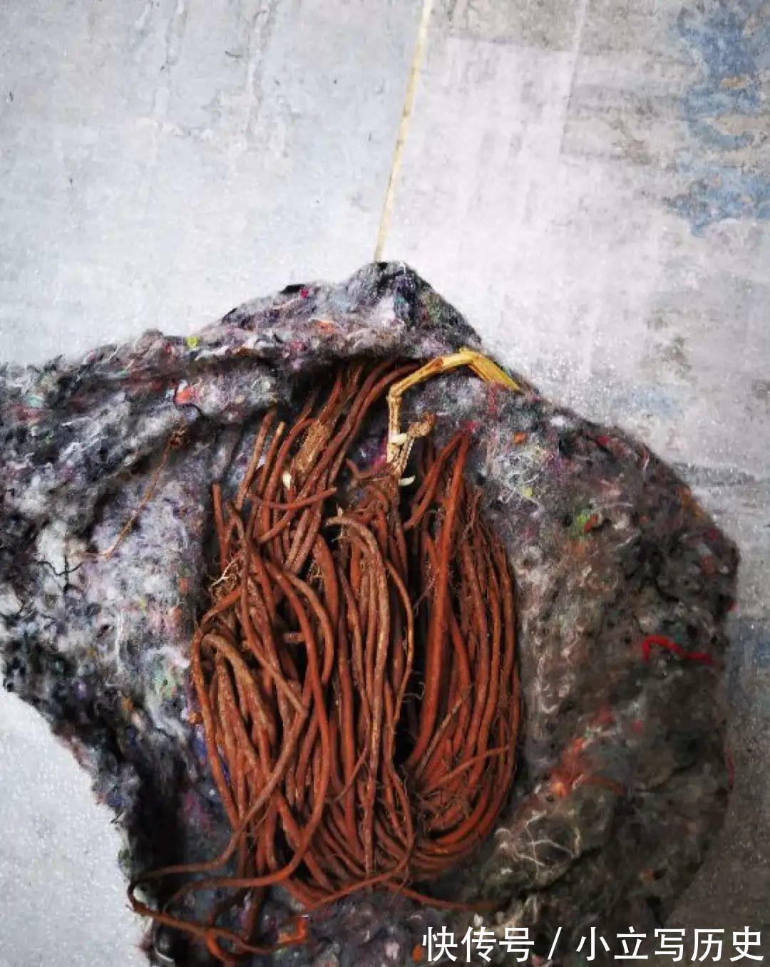 缺德商贩,把“绿化草”包装成“进口花”来卖,上当的人真不少