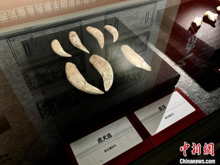 中国传统文化|迎“虎年” 重庆展出一批珍贵“虎”文物