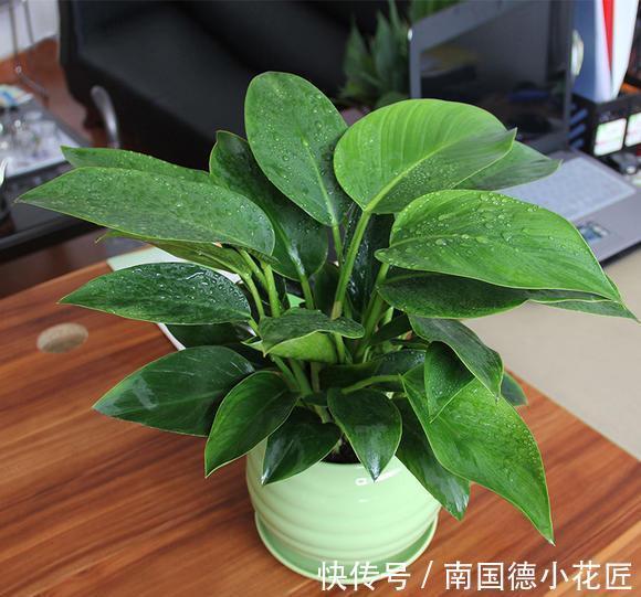 植物|自制花盆、水和肥养花,养啥旺啥,效果好成本低