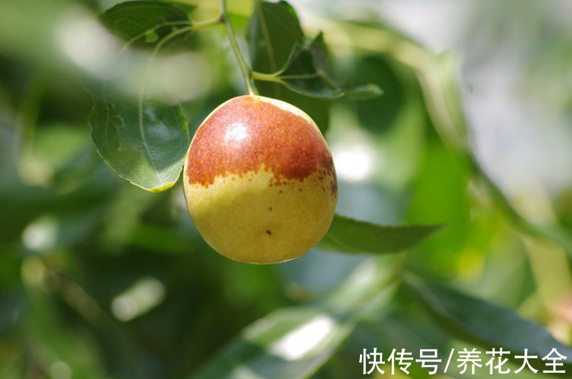 柚子树|4种果树，种在院子里特旺宅，还有时令水果免费吃