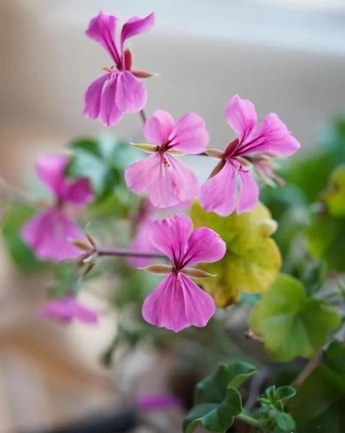 立春带来暖暖的春风，这些事情要做了