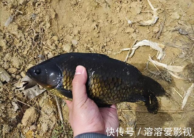 味型|除了麦粒和蚯蚓，这几种饵料，用来野钓鲫鱼，中钩都是大鲫鱼