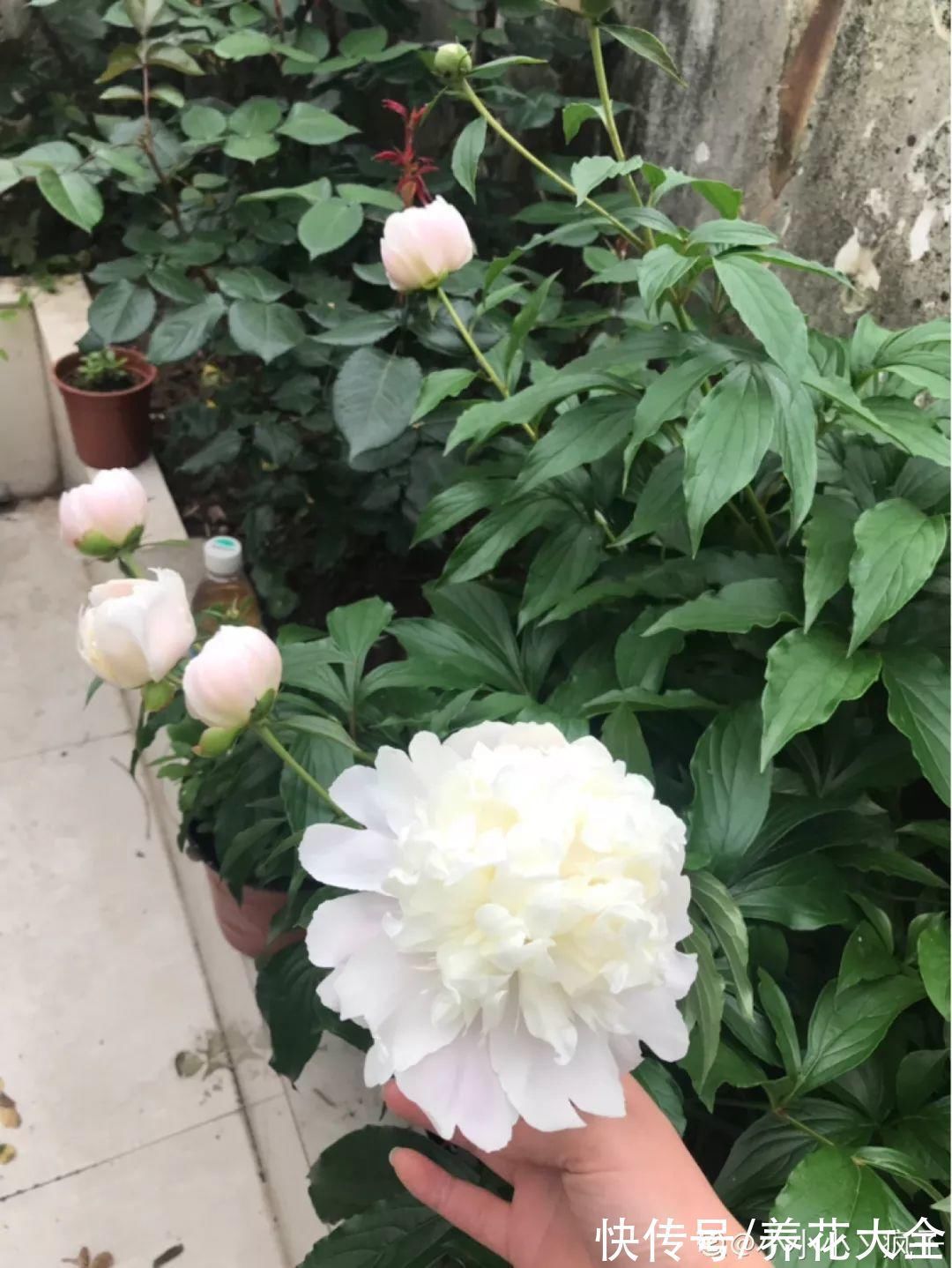 枝叶|7种花冬天会假死,叶子掉光不要扔,明年还能大爆花