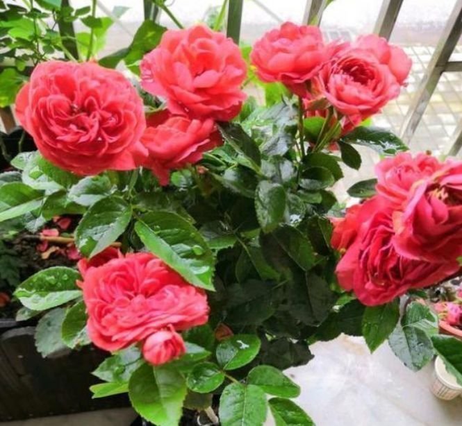 月季花|4种花养在家里,美得让人毫无抵抗力,花大色艳,全年开花不断