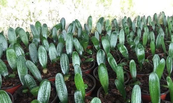 只要功夫深，君子兰照样扦插，养花牛人，用君子兰叶子扦插