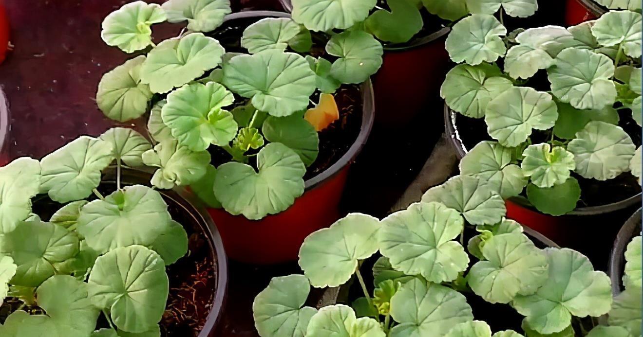 休眠期|4种“漂亮花”,5月要“剪花箭”,不剪光,很难度夏天