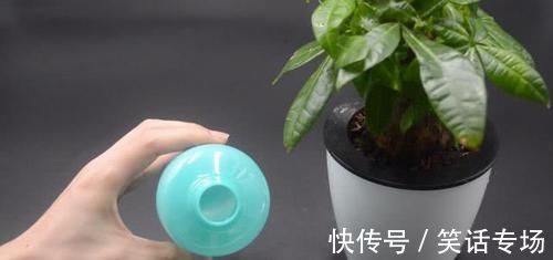 喷壶|不管多难养的花，浇水时加点它，不黄叶还不烂根，比花肥还好用