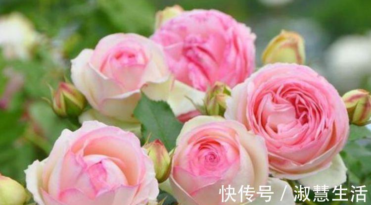 谁见了都喜欢的“4种花”,比牡丹还漂亮,开花多,养家里太棒了