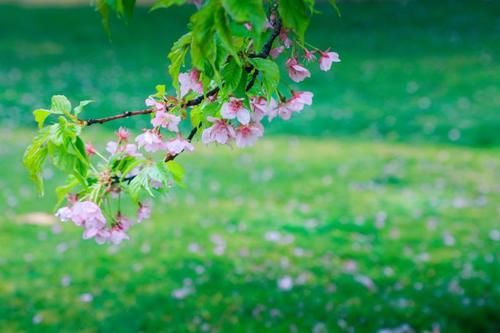 赏樱季即将断档，被抢风头的梅花藏了一手，一黄一紫两种花也想搏一搏