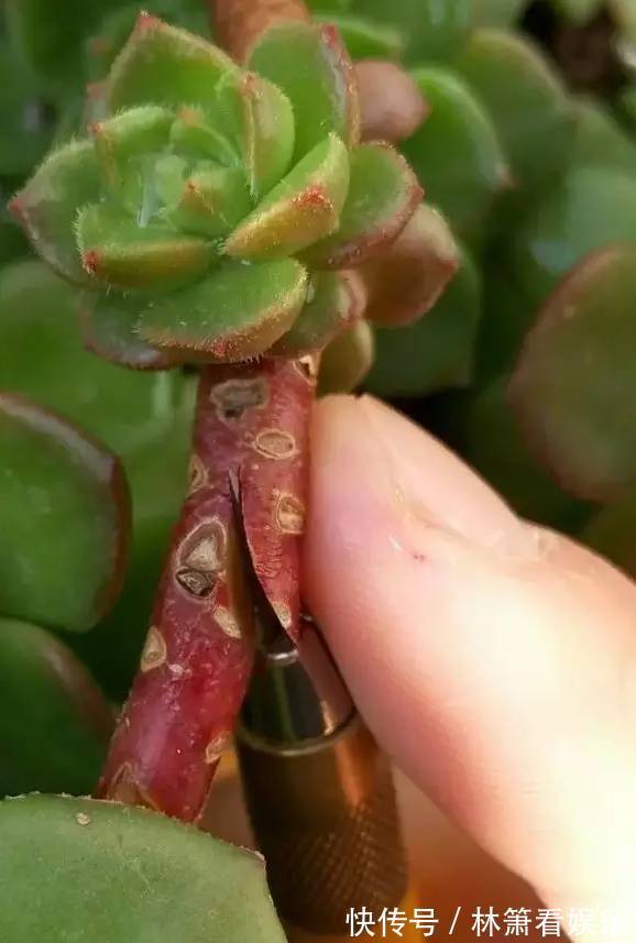 嫁接|多肉原来还能这么玩,嫁接方法很简单,轻松爆盆还好看!