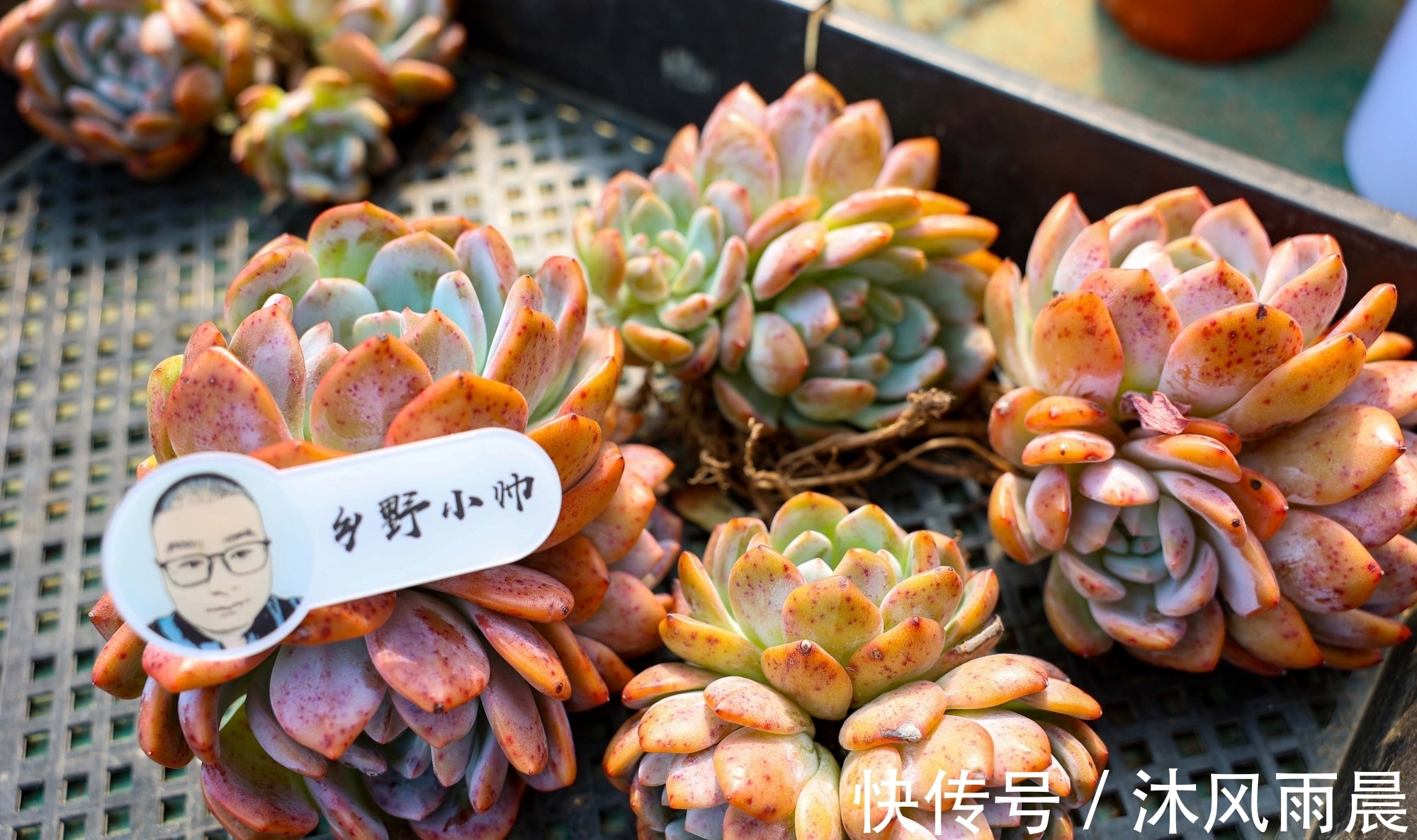 多肉|多肉如果出现这几种情况,可以适当换换盆,秋天会长得更好