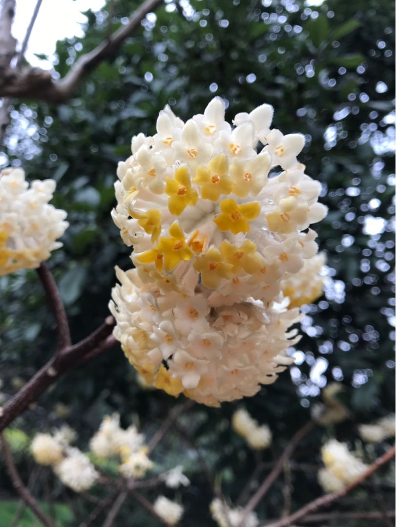 花花|家里种一株“黄金花”，开花金灿灿有好寓意，满屋子都是香味