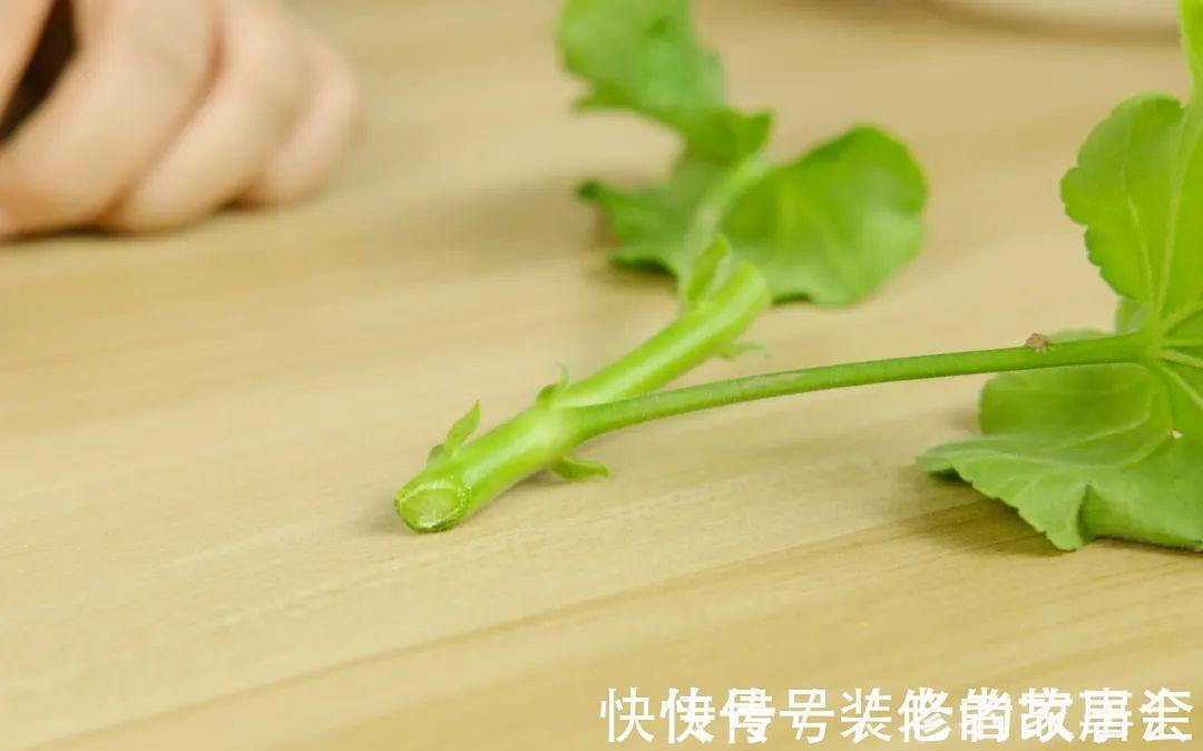 花量|6种花别养老桩，越老越不开花，赶紧扦插备份