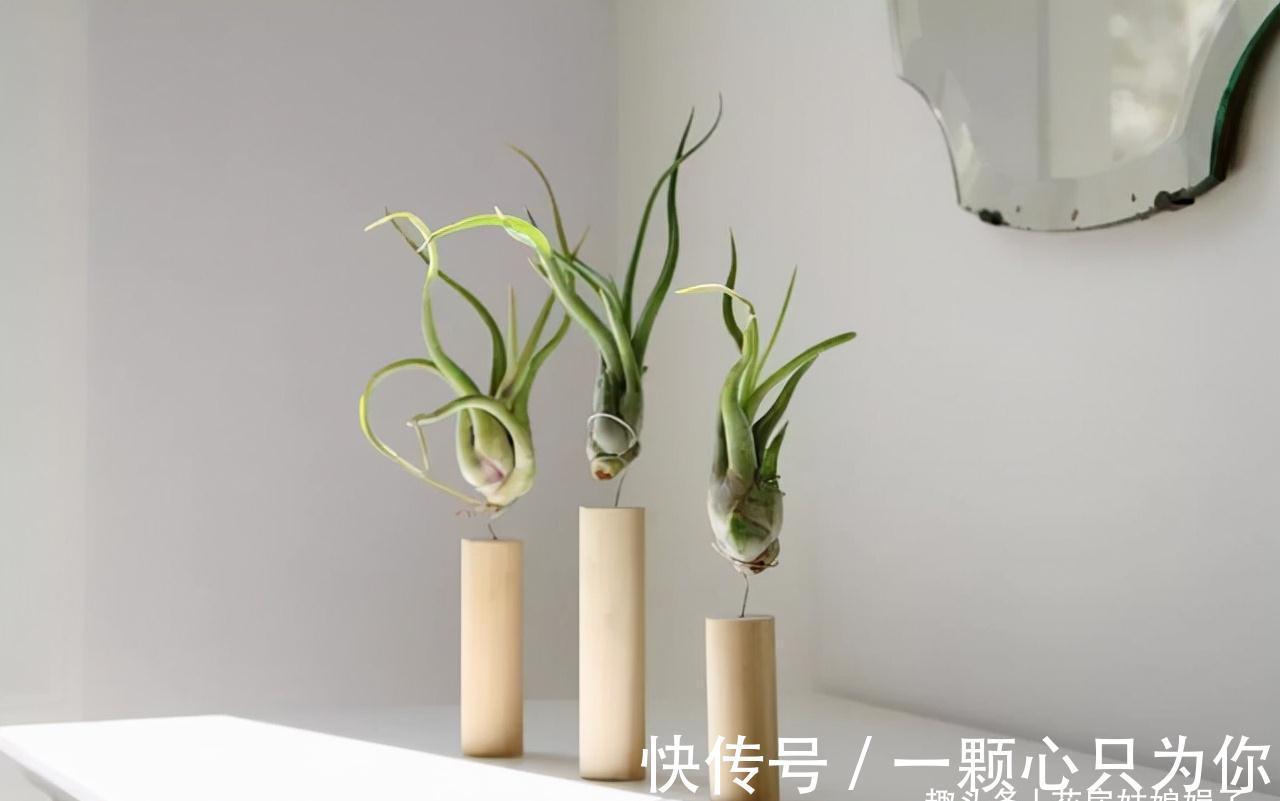 花卉盆栽就是这样被“玩”死的,要避开日常养护中常见的7个误区