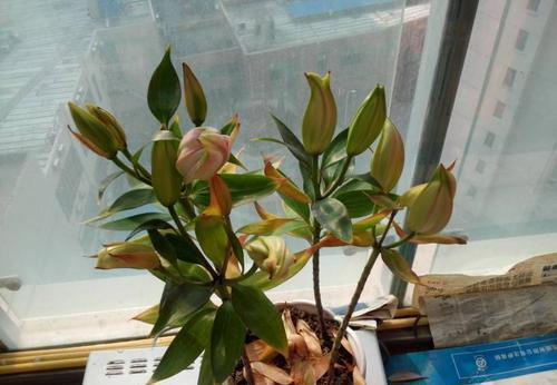 室外|3种花“晦气花”,最好不要养室内,实在喜欢就养在室外吧