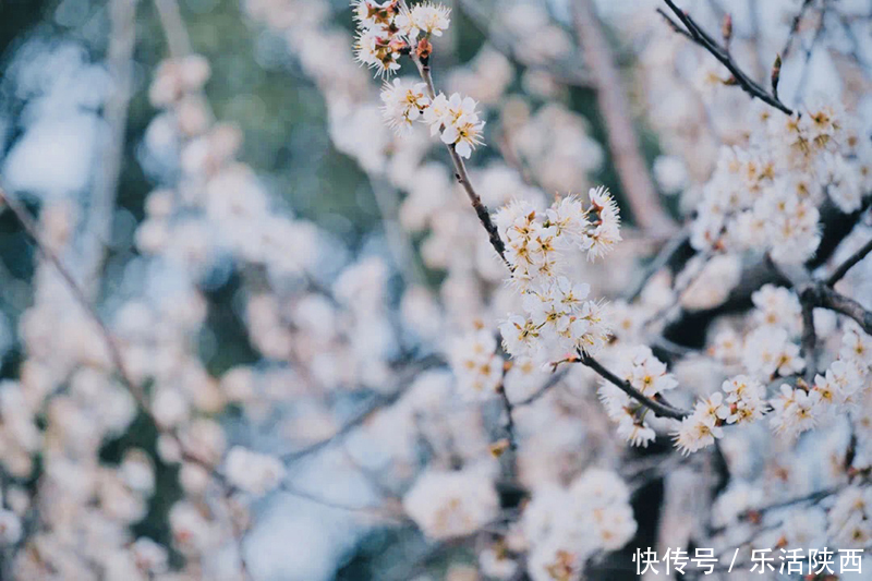 中年|百花争春时节，在西安，这些浪漫的事情一安排 ，想怎么嗨都行