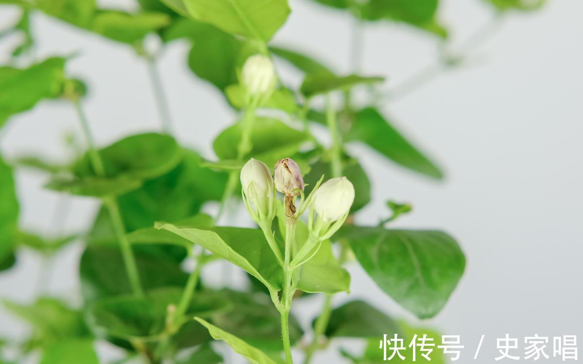 海棠花|4种花现在是反季节，买回家就是交“智商税”，白花冤枉钱