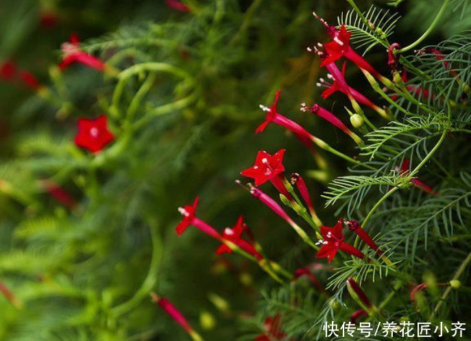 通风度|5种可以四季开花的植物，开花很美，花量很大，单朵花却只开一天