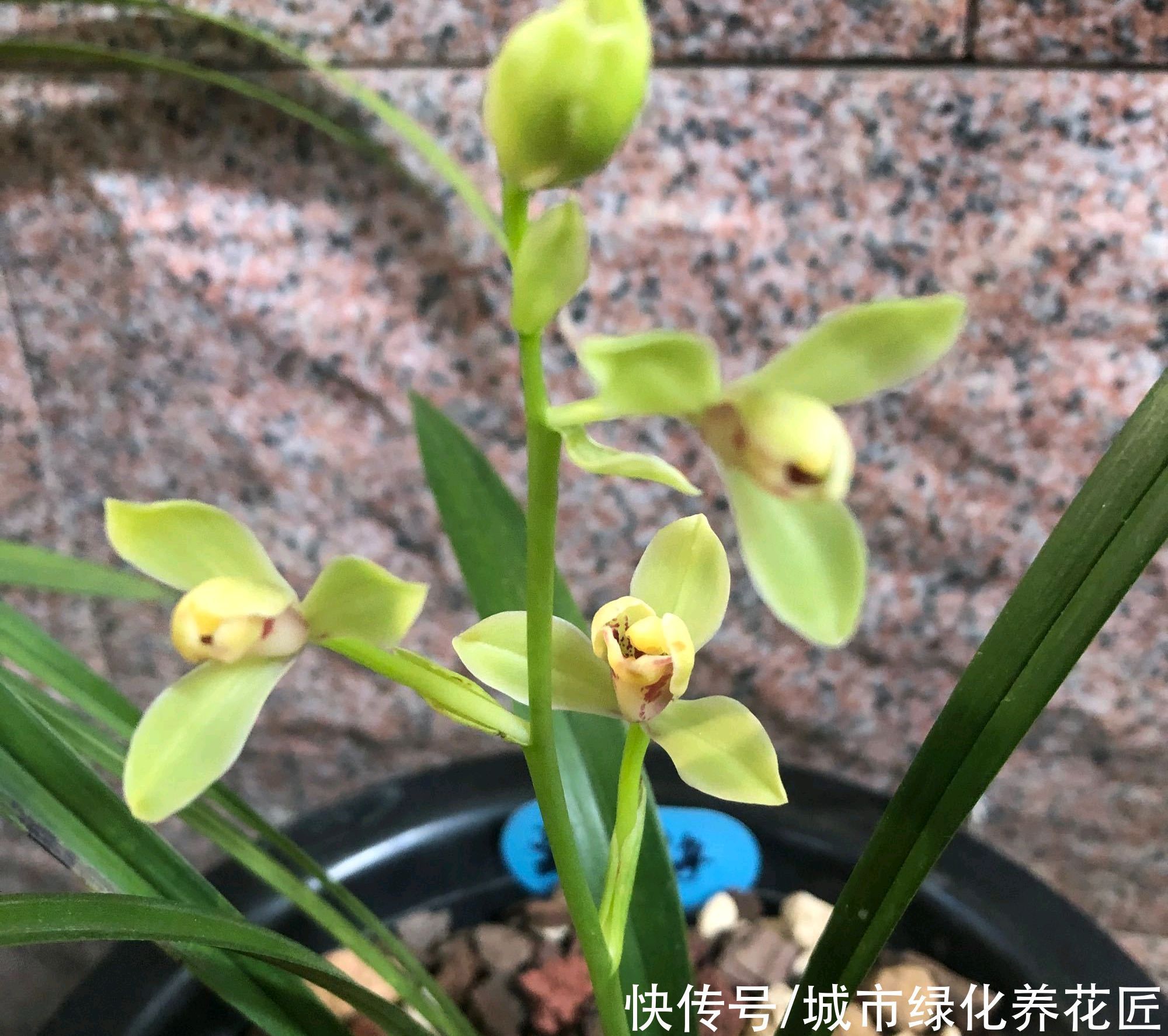 植料|浇水是门学问,有的人隔三差五勤浇水,兰花最后还是被干死