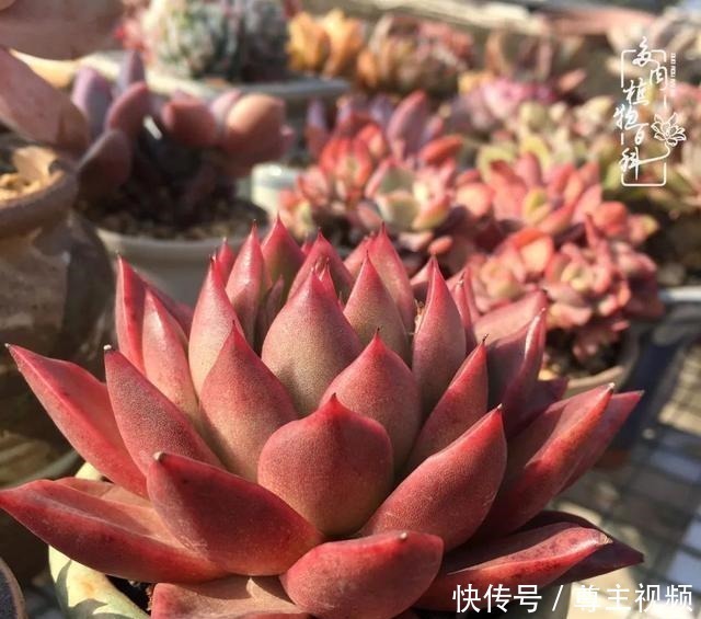 百科|养多肉三年多,初见惊鸿!累并快乐着!养多肉三年多,初见惊鸿!累并快乐着!