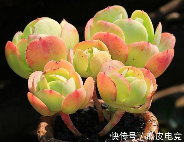 20种多肉推荐给大家,美图美肉,那种多肉你最喜欢