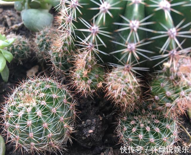 玉翁|5种“盆栽”，十天半月不理它，也能长，浇点水长爆盆，太省心了