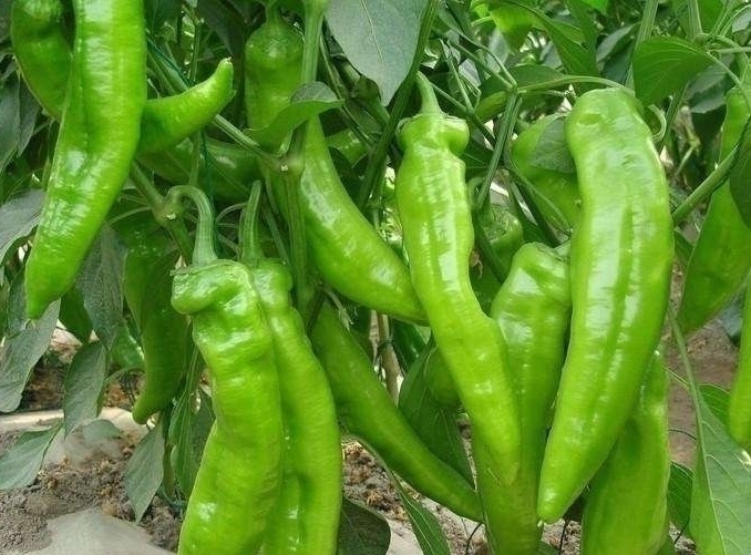 人到中年|人到中年血液粘稠，不要慌！秋后多吃此物，血管畅通了，皮肤细腻