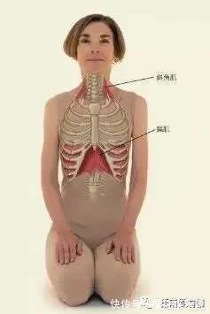 ii|呼吸是瑜伽的灵魂,教你更深入的了解腹式呼吸,让练习更有效