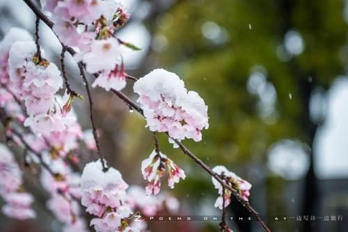 樱花|天使诵读秋色朦胧作品《冬日赏樱花》（总期0882）