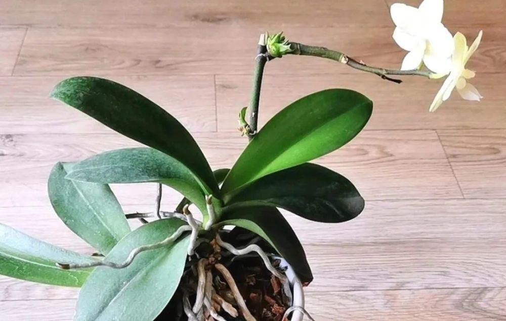 蝴蝶兰在家里怎么养？这些问题的解答来了！