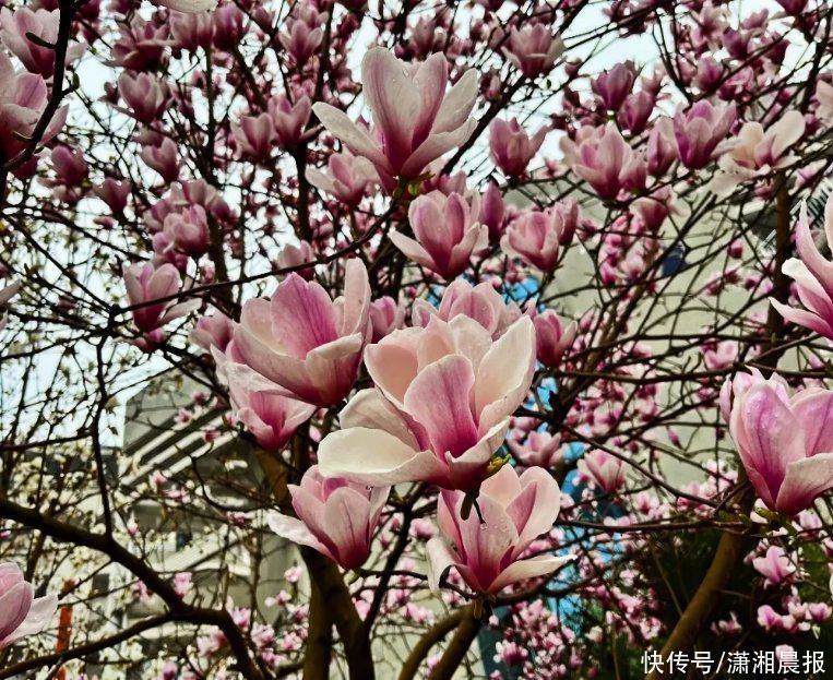 花花校园 | 春日游，湖南高铁职院里繁花闹枝头