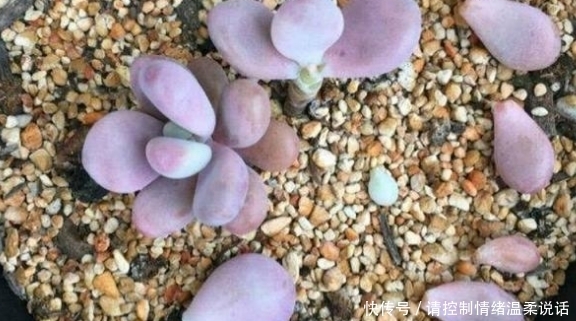 土壤|这4种多肉适合叶插繁殖,插一盆活一盆