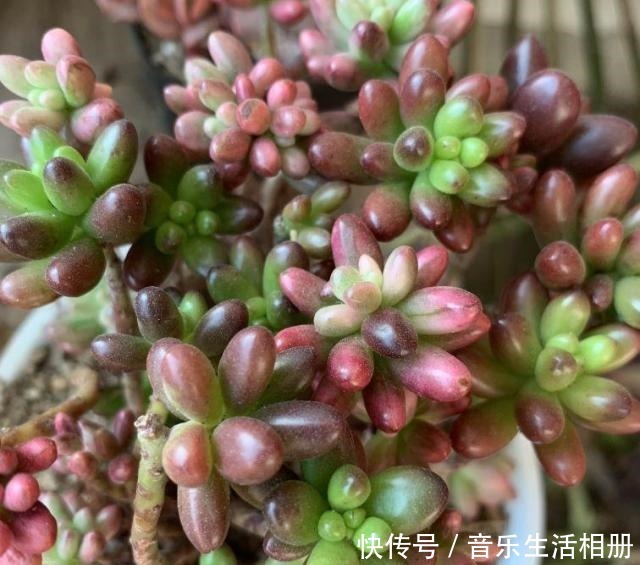 这花喜欢淋雨,越淋越好看,真奇怪!