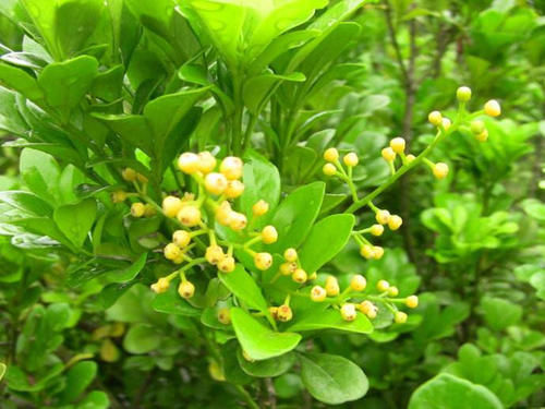 家中养一些带香气的绿植,绿意清新,芳香怡人