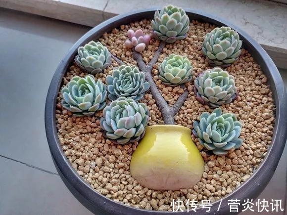 灵感|多肉拼盘玩一次就上瘾,这些创意拼法,你一定喜欢