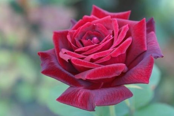 心者貌@做人别太老实,学会4招“为人处世”的金律,就没人敢欺负你!