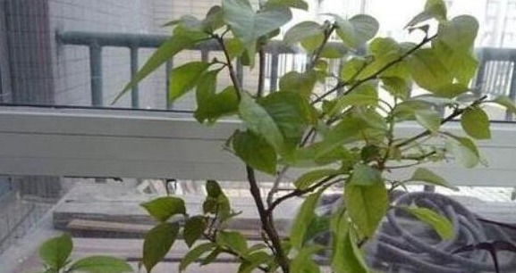 三角梅只长叶子不开花老花友教你一招,一次能开大半年