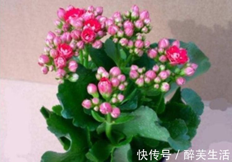 玫瑰海棠|养花就养个花期长的,花大色艳,花姿妖娆,四季繁花似锦