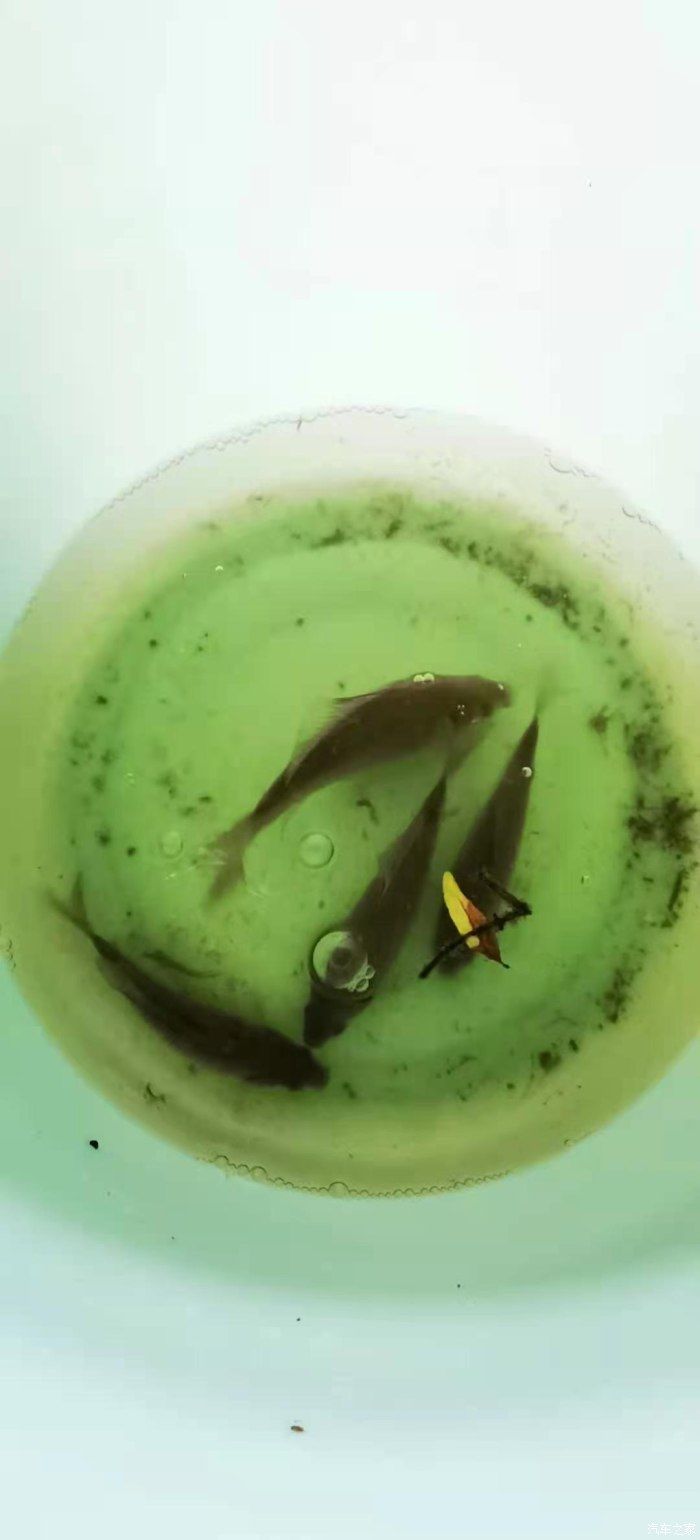 奶茶|没有秋天的第一杯奶茶只有秋天的第一次钓鱼