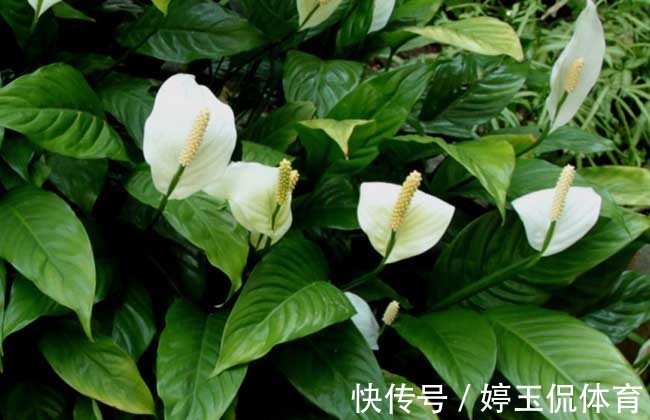 6种植物,能净化空气,适合放在阳光灿烂的厨房、阳台
