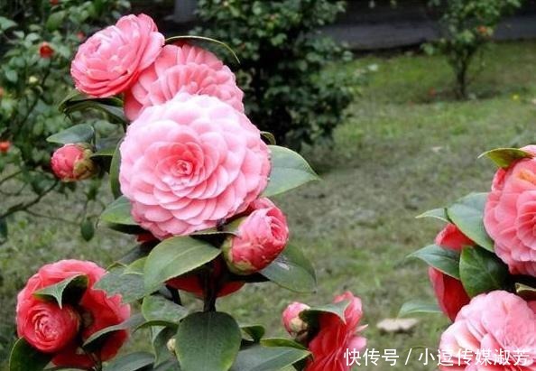 茶花|茶花换盆有“方法”,做好“几点”,叶子不脱落,7天就开始长根