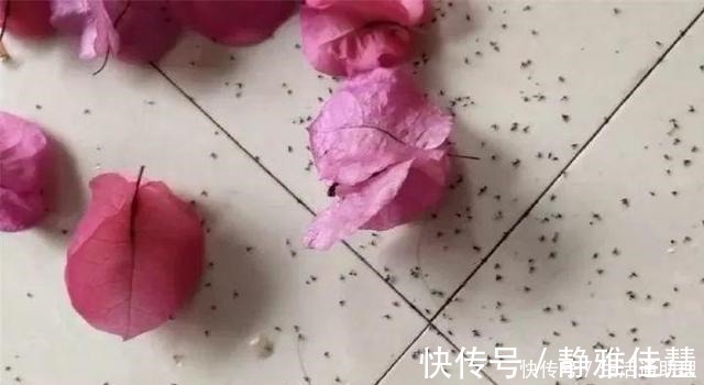 见效|花盆落满小飞虫周围撒点它,3天就见效,小虫死翘翘!