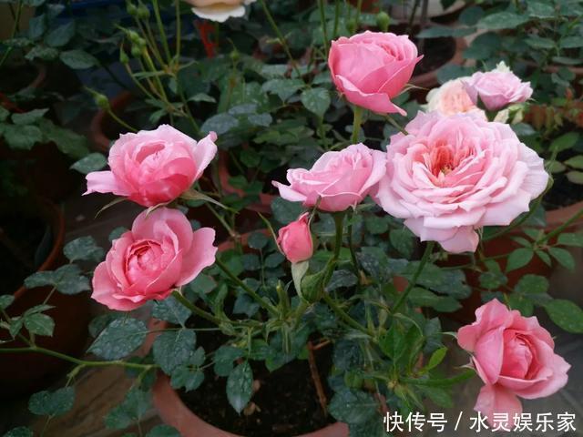 路边一堆“名贵花”，丢人也要捡，捡回家养2个月就开花！