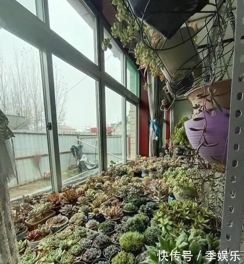 多肉摆满了阳台,1盆都放不下了,赶紧处理掉,多肉多了也头疼