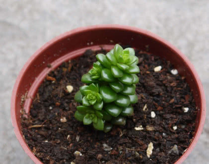 多肉小玉长得慢教你3个养护技巧，小雨轻松爆盆，红艳似火