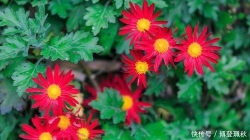 水调数|北宋词人醉后睡醒,写下一首伤春词,其中七字惊艳世人