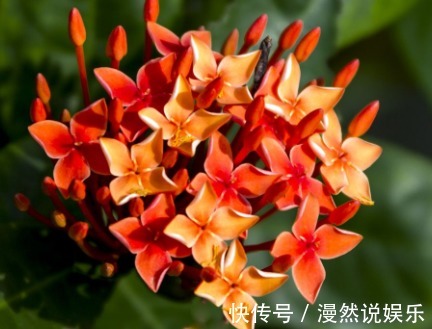 耐寒|秋天养啥花就选这四款小花,耐寒好养,管理简单,轻轻松松养爆