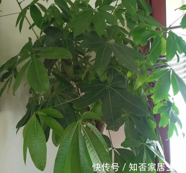 秋天养发财树，要学会避坑，更容易枝繁叶茂，秀丽挺拔